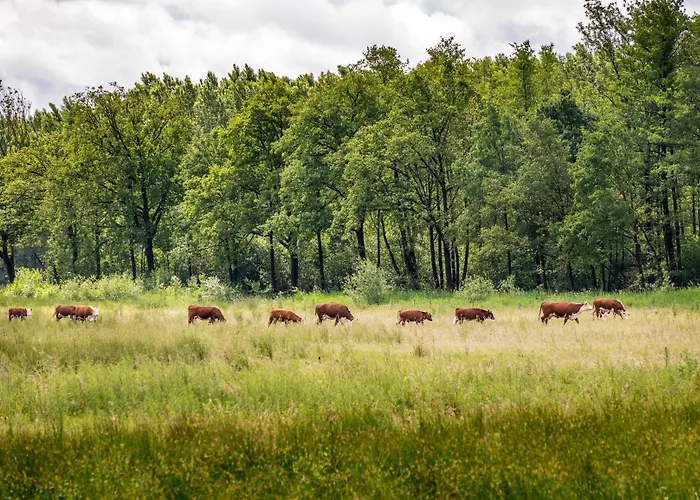 Domek alpejski Vacation North Limburg Blitterswijck