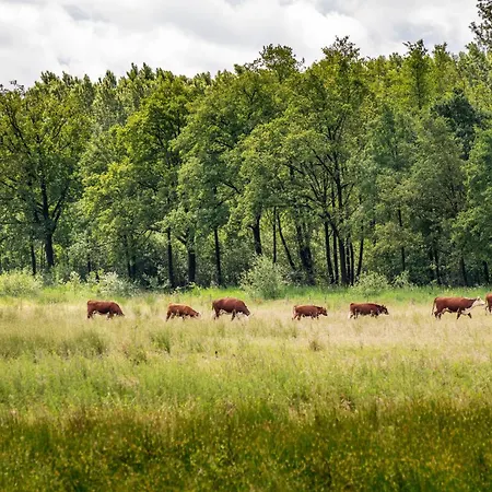 木屋 Vacation North Limburg Blitterswijck